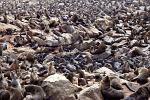 Cape Cross Seal Colony, West Recreational Area