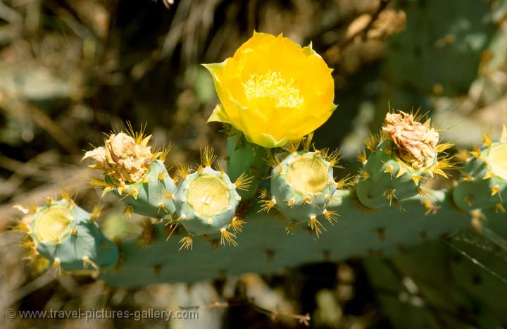 Prickly Pear Cactus flower, (Opuntia), Colca Canyon, Peru