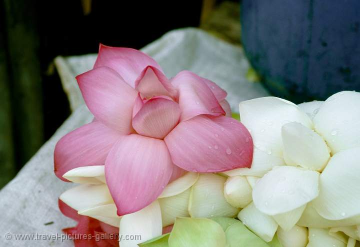 Lotus flower, Anuradhapura, Sri Lanka