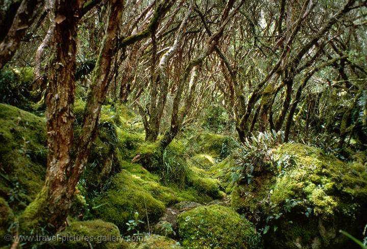 Quinua or Paper tree, cloud forest, Las Cajas National Park, Cuenca, Ecuador