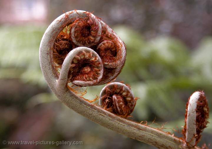 fern, Abel Tasman National Park, New Zealand