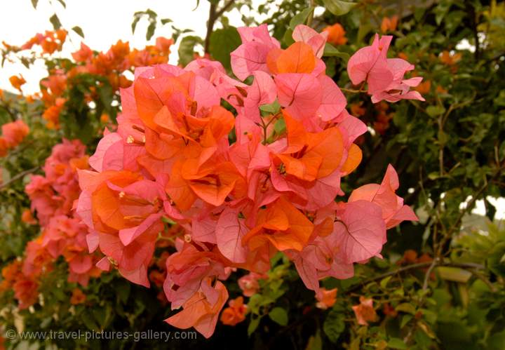 Red Bougainvillia, Malawi, Africa