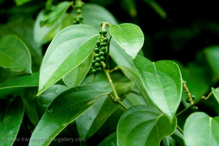 Pepper plant, Zanzibar,Tanzania