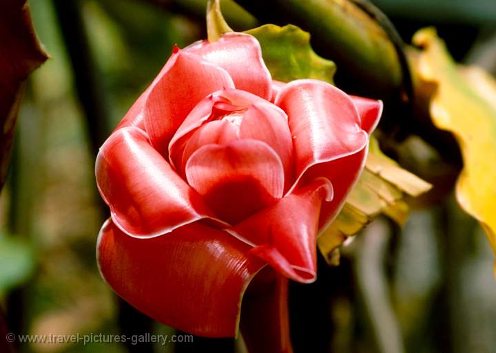 Torch Ginger flower, Phaeomeria magnifica, Chiapas, Mexico