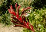 Kangaroo Paw, (Anigozanthos flavidus), West Australia