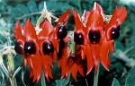 Sturt's Desert Pea, (Swainsona formosus), Alice Springs, Australia