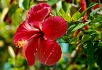 Hibiscus, (Rosa Sinensis), Kandy, Sri Lanka