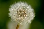 Dandelion, (Taraxacum officinale), Holland