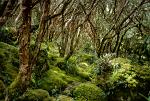 Quinua or Paper tree, cloud forest, Las Cajas National Park, Cuenca, Ecuador