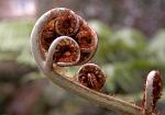 fern, Abel Tasman National Park, New Zealand