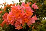 Red Bougainvillia, Malawi, Africa