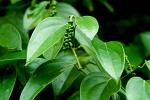 Pepper plant, Zanzibar,Tanzania