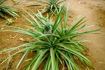 Pineapple plant, Zanzibar, Tanzania