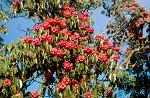 Rhododendron, Nepal