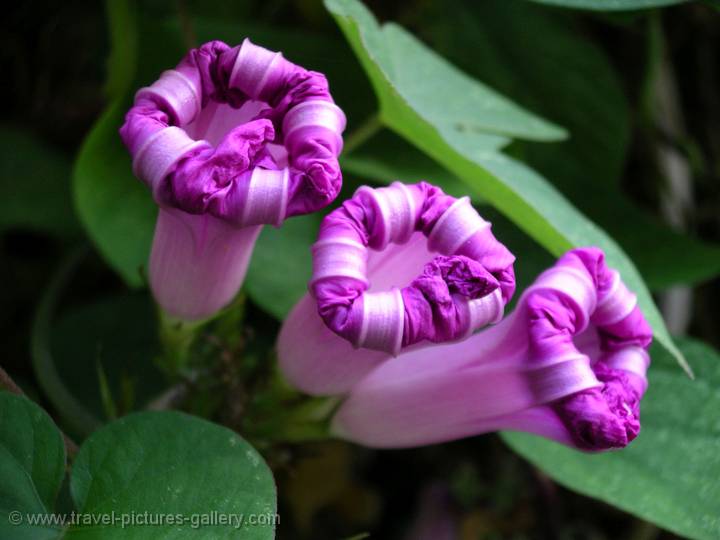 flowers, So Miguel Island