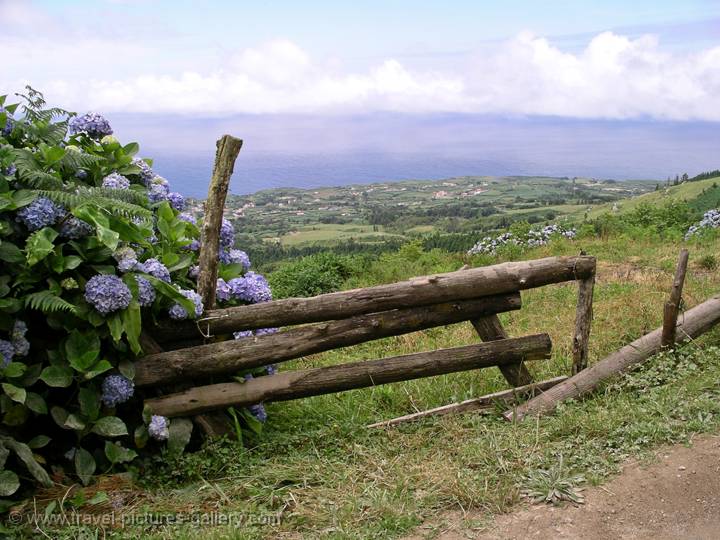 Hortensia, landscape on So Miguel Island