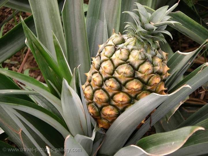 pineapple plantation, Punta Delgada, Sao Miguel