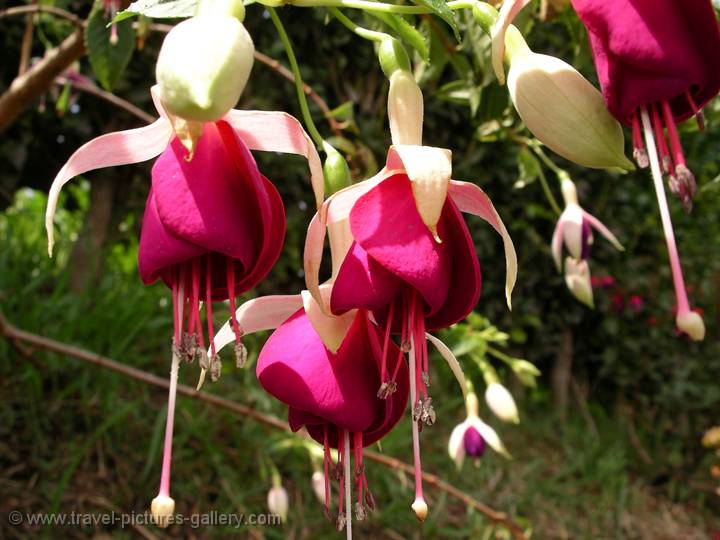 flowers, Faial Island