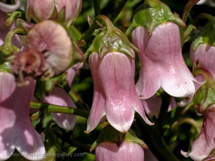 flowers, Flores Island