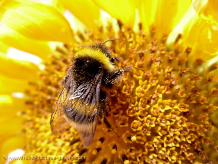 bee on a sunflower, Flores Island