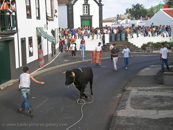 bull run, 'Tourada de Corda', Graciosa Island