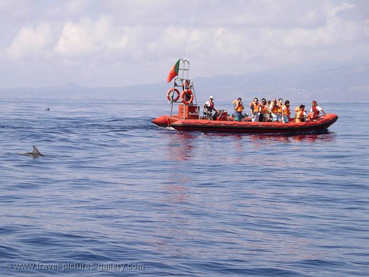 whale and dolphin watching near Pico