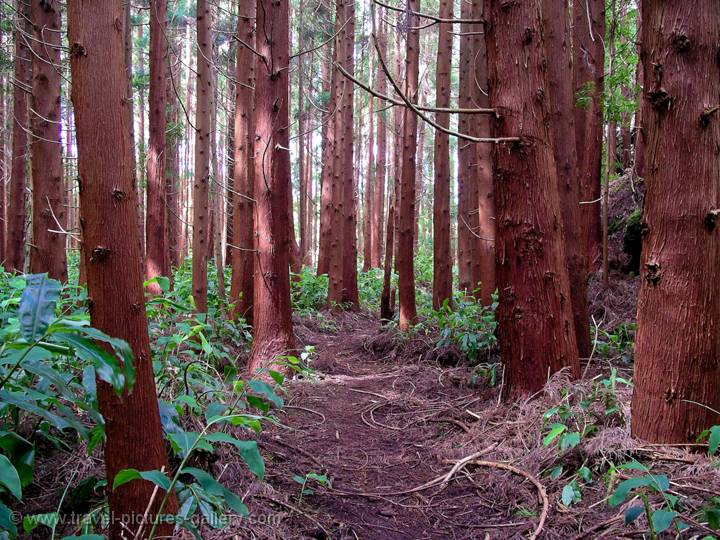 pine forest, Terceira Island