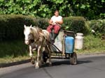 local transport by horsecart, Sao Miguel