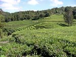 Goreana tea platation, So Miguel Island