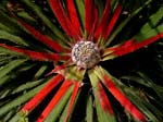 Bromelia flower, Parque Terra Nostra, Sao Miguel