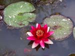 water lily, Parque Terra Nostra, Furnas, Sao Miguel