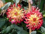 Dahlia flowers, Parque Terra Nostra, Sao Miguel