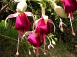 flowers, Faial Island