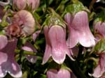 flowers, Flores Island