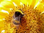 bee on a sunflower, Flores Island