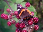 butterfly, Monte Brasil, Terceira Island