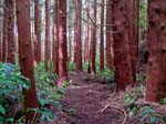 pine forest, Terceira Island
