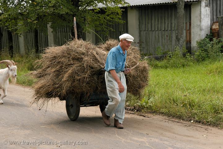 fetching animal fodder, Kostroma