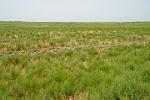 the vast and empty Kazakh steppe
