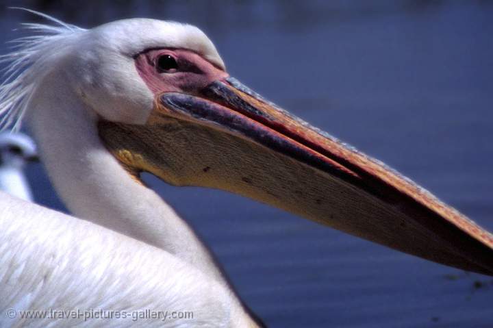 Lake Ziway, pelican