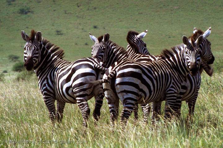 Nechisar National Park, Burchell Zebra