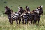 Nechisar National Park, Burchell Zebra