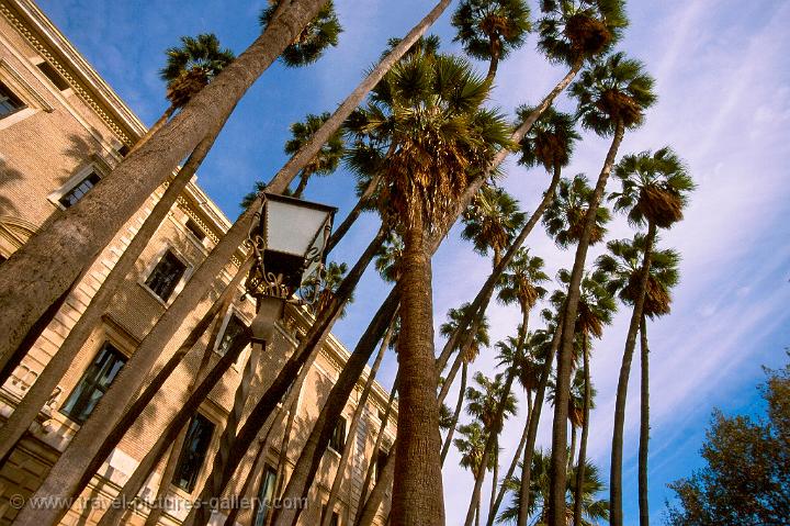 palm trees at the Paseo de Espana, Malaga