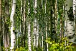 birch, birch, birch and birch