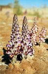 desert flower growing in the Sahara