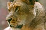 female lion, South Luangwa National Park, Zambia