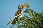 Yellow-billed hornbill , Hwange National Park, Zimbabwe