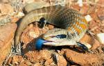 Blue- Tongued Lizzard, Alice Springs Desert Park, Australia