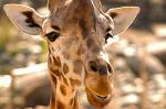 Giraffe, Hwange National Park, Zimbabwe