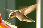 Hummingbird, Baja California, Mexico